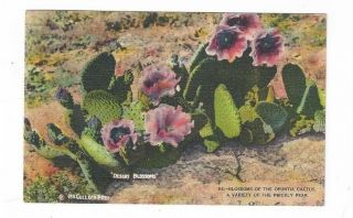 Sw Us Southwest 1939 Linen Post Card Prickly Pear Blossoms Opuntia Cactus