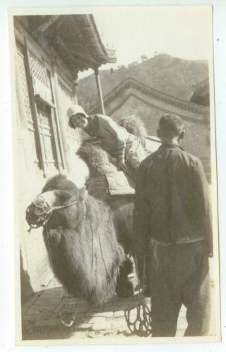 1930s China Missionary Mounting Camel Transport Photo - Likely Near Peking