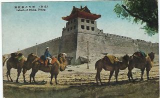 China 1920s Card Camels At Suburb Of Peking