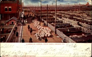 Commercial Avenue Stock Yards Chicago Illinois Il Udb 1906 Sheep Cattle