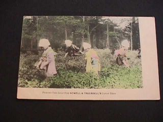 1906 Picking The Leaf,  Newell & Struesdell 