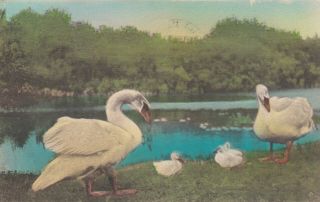 Lily Dale,  York,  Pu - 1948; The Swan Family At Lily Dale Assembly