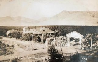 Porterville,  Ca Orange Grove Rppc Real Photo Postcard Posted 1908