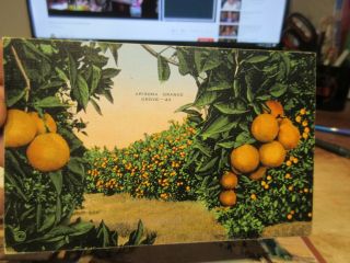Vintage Old Postcard Arizona Orange Grove Phoenix Citrus Fruit Juice Orchard 43