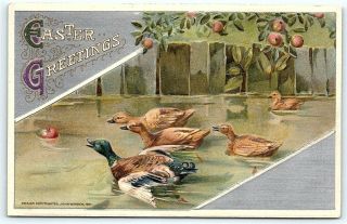 Postcard Easter Greetings Ducks Chasing Apple John Winsch 1911 R53