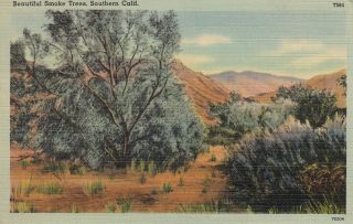 Vintage Postcard A193 Linen Smoke Tree Southern California 1946