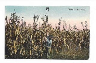 Antique Divided - Back Post Card " A Western Corn Field " - Knox Card