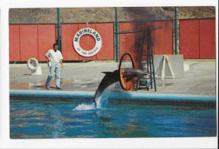 Vintage Postcard Of Zippie,  The Flaming Hoop Jump,  Marineland Of The Pacific