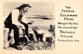 Fredericton Brunswick Canada Coleman Frog Antique Postcard K7876272