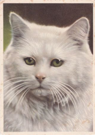 1958 Cute White Cat Real Photo Old German Postcard