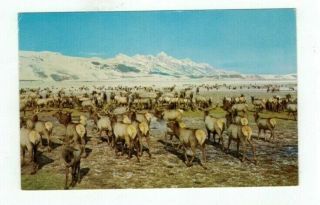 Wy Jackson Hole Wyoming Vintage Post Card Wild Elk Herd
