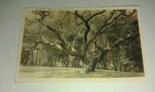 1916 U.  C Berkeley Alameda Ca Leconte Oak Tree Panama Ca Expo Photo Postcard Rppc