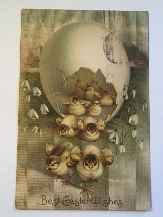 Vintage Easter Postcard Embossed Chicks Leaving Egg International Art Chickens