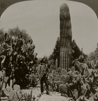 Keystone Stereoview Of A Giant Cactus In Riverside,  California Set 1910 