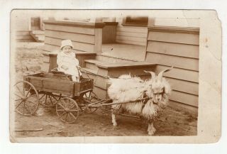 Antique Real Photo Post Card Cute Kid Child In A Goat Cart