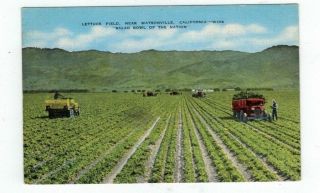 Ca Watsonville California Antique Linen Post Card Harvesting Lettuce Field