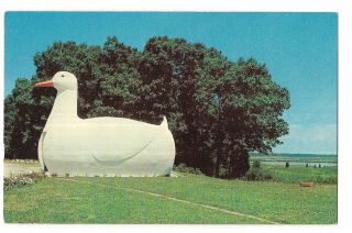The Big Duck Long Island Duckling Riverhead Hampton Bays Ny Postcard York