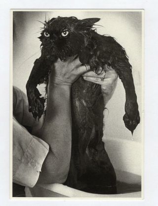 A Drowned Cat Jim Mc Lagan Vintage 4 X 6 Postcard A1