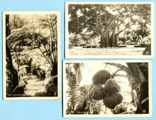 3 1940s Hawaii Rppc Banyan Tree Ferns & Coconuts Real Photo