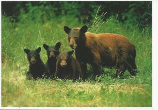 Postcard North American Wildlife Black Bear Four In Field Cub Unposted