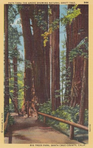 Linen Postcard A045 Big Trees Park Santa Cruz County California Redwood Forest