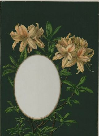 Antique Victorian Colour Album Photo Mount Frame Floral Flowers Hl3.  1104