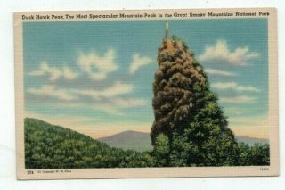 Antique 1949 Post Card Great Smoky Mountains National Park Duck Hawk Peak