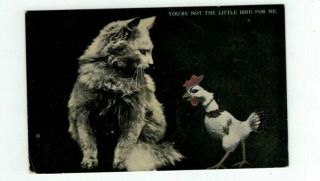 Antique Comical Cat Post Card " You 