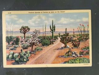 Arizona Desert Various Species Of Cactus Vintage Postcard