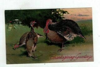 Antique Embossed Finkenrath Thanksgiving Post Card Tom Turkey & Two Hens