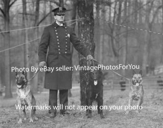 Old Antique 1912 Nypd/new York Police/cop/officer 3 K9 German Shepherd Dog Photo