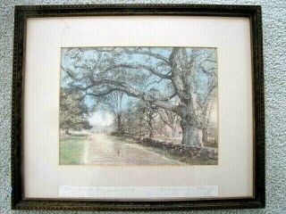 Large Wallace Nutting Hand Tinted Art Photograph Titled - The Great Hayside Oak