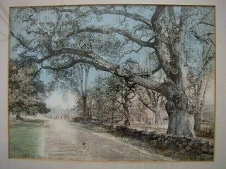 LARGE WALLACE NUTTING HAND TINTED ART PHOTOGRAPH TITLED - THE GREAT HAYSIDE OAK 2
