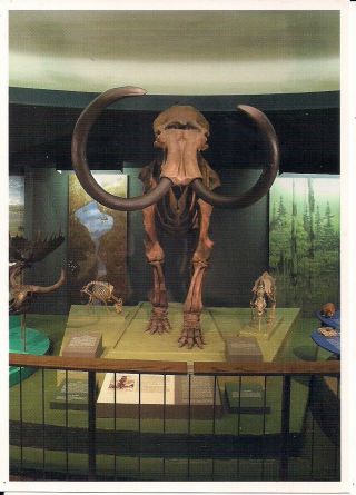 Dinosaur,  Woolly Mammoth Skeleton,  Smithsonian,  Washington,  Dc,  Fossil