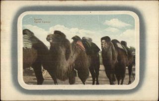 Peking China Beijing - Camels C1910 Postcard Chn
