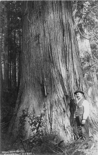 Rppc Cedar Circumference 67 Feet Near Seattle Wa Washington Postvard 1910s