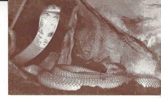Chicago Lincoln Park Zoo King Cobra 1950 
