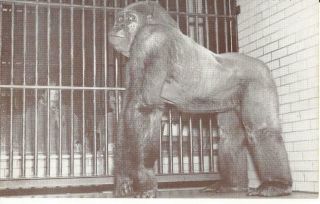 Chicago Lincoln Park Zoo Sinbad The Gorilla 1950 