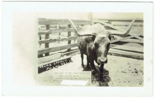 1924 - 1949 Longhorn Cattle Pecos Studio Texas Tx Rppc Real Photo Postcard Vintage
