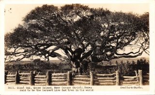 Goose Island (nr Corpus Christi) Texas Largest Live Oak Tree In World Rppc C1929
