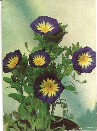 Vintage Postcard: Convolvulas Minor Aka Morning Glory Unposted Printed In Usa