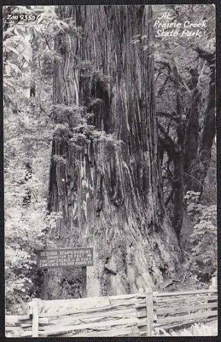 Sequoia Sempervirens Rppc - Prairie Creek State Park California