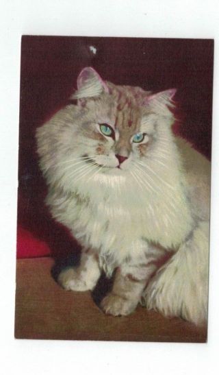 Antique Stehli Cat Kitten Post Card White Cat Green Eyes No.  90