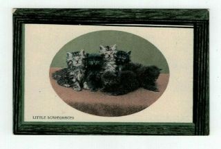 Antique Animal Post Card Group Of Cute Kittens Cats " Little Scapegraces "