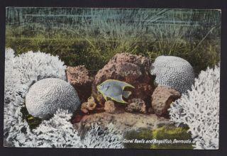 Old Vintage 1937 Postcard Of Coral Reef And Angel Fish Bermuda