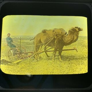Antique Magic Lantern Glass Slide Camels Pulling A Plow Farming Color
