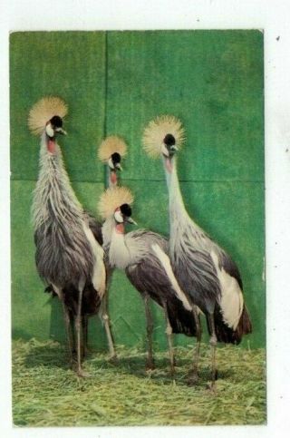 Vintage Bird Post Card West African Crowned Cranes At Ny Game Farm