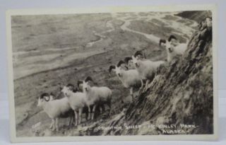 Vintage Postcard Of Mountain Sheep,  Mt.  Mckinley Park,  Alaska Ak Rppc