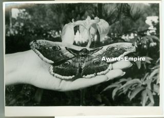 Usa Vintage 30s Archives Photo - Huge Butterfly On The Hand In The Yorkk Park