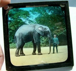 Zoo Lecture - Antique Glass Colour Magic Lantern Slide.  African Elephant,  Keeper